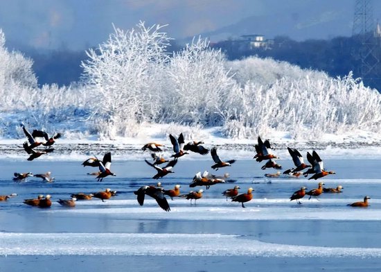 |吉林市长白岛湿地公园，禽戏冬江景象