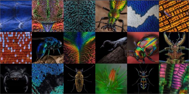 艺术融合科技带你领略自然之美 华硕电脑助力超微昆虫摄影展