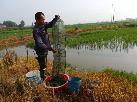 图为在建设银行帮扶下，湖北荆州贫困户养殖的小龙虾喜获丰收