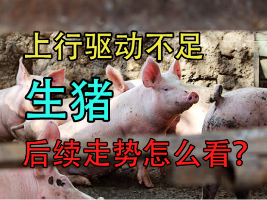 中粮期货：上行驱动不足，生猪后续走势怎么看？
