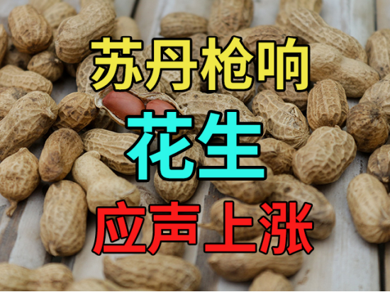 中粮视点:苏丹枪响 花生应声上涨