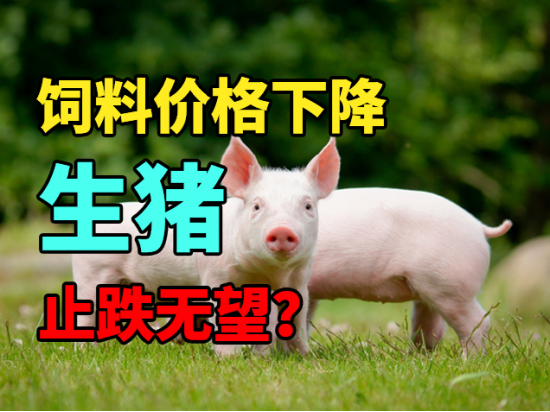 饲料价格下降，生猪止跌无望？