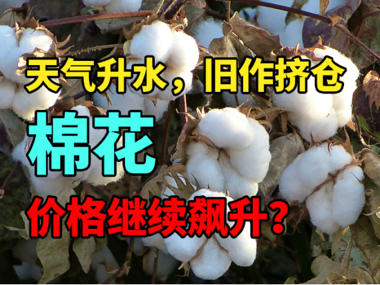 天气升水，旧作挤仓，棉价继续飙升？