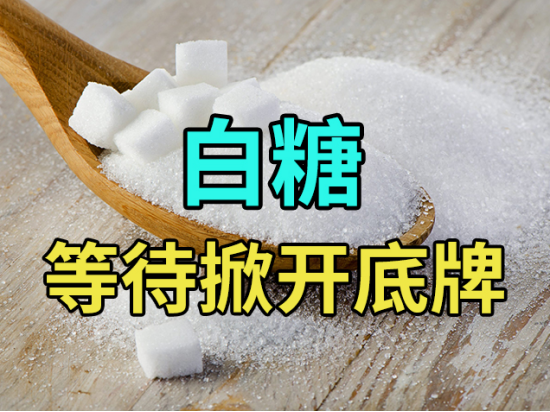 白糖：等待掀开底牌