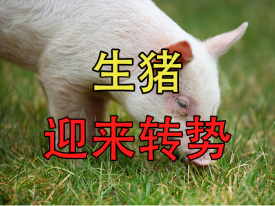 生猪：迎来转势
