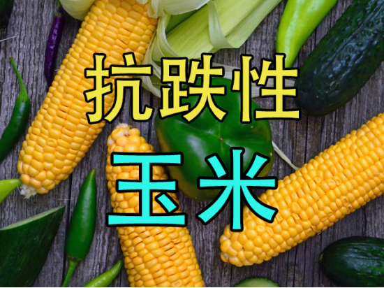 【中粮视点】玉米：抗跌性
