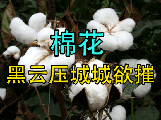 【中粮视点】棉花：黑云压城城欲摧