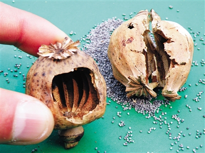 宝宝用药安全指南 含罂粟壳成分药品危害解析