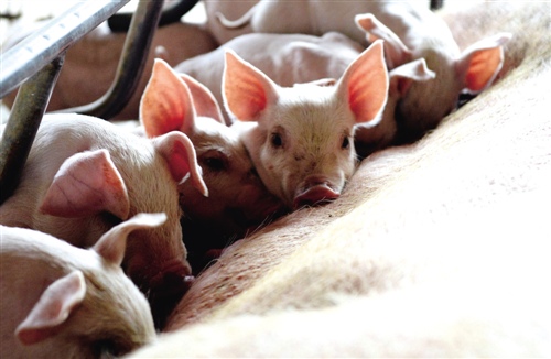 猪周期再现:行情为历史最好 一头赚1000元|猪肉