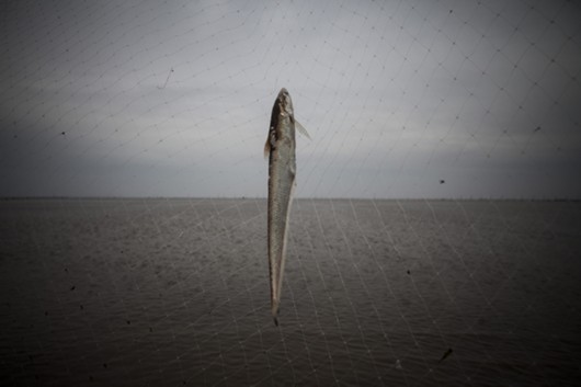 图片说明：上海市崇明县长江口，一名渔民从围网上摘下落网的刀鱼。