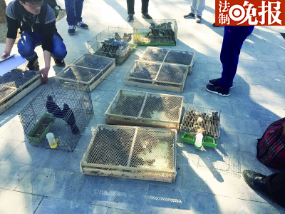 北京怀柔皮毛生意差 盯上放生买卖