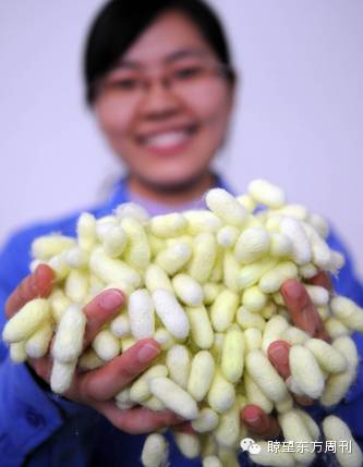 西南大学家蚕基因组研究团队成功开发出转基因新型有色茧品种,这是我国首次获得的转基因新型有色蚕丝