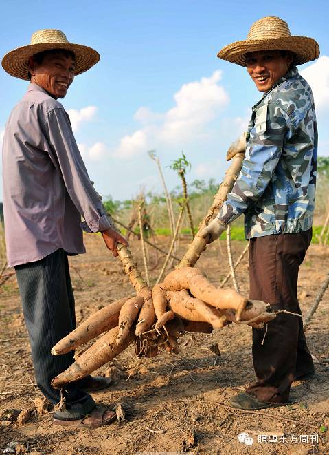 两位农民在展示中国热带农业科学院培植的脱毒转基因木薯
