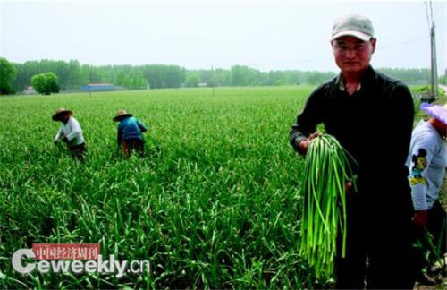 蒜农在田里抽蒜薹《中国经济周刊》记者 刘照普I 摄