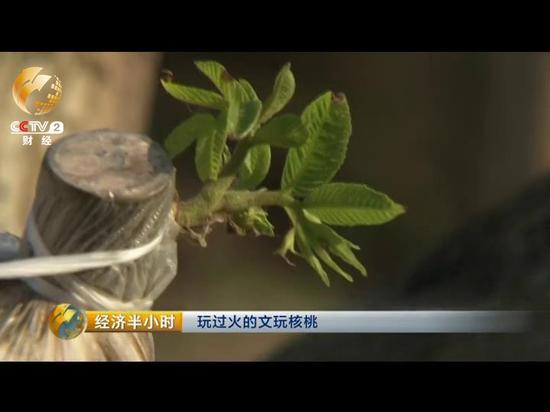 好不容易搞到了昂贵的野生核桃树芽之后，韩中玉开始大批量地嫁接文玩核桃树。