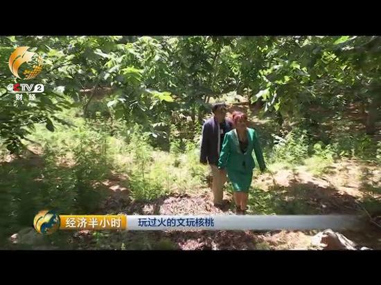 这片位于北京市密云县的核桃林就是陈佩侠夫妻俩包下的，俩人时常跑到地里去看看核桃的长势。