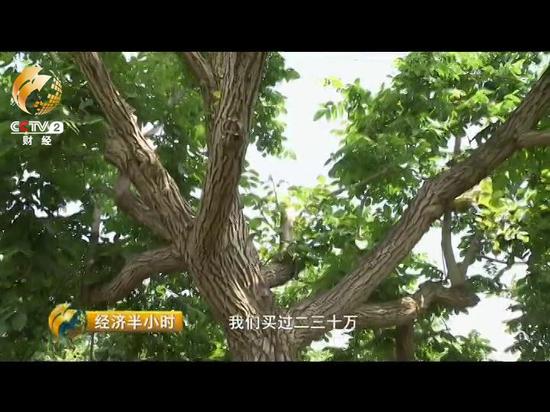 这个将近三十年的老核桃树是于金蕊的王牌。