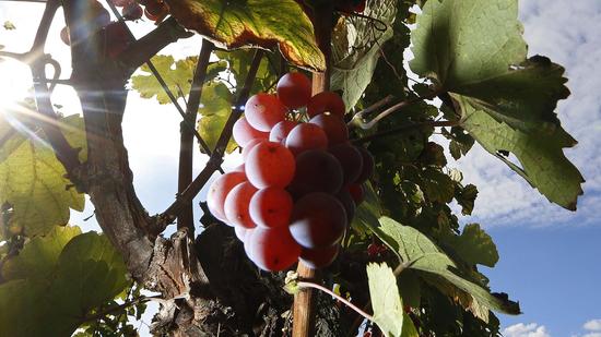 日本拍卖创纪录 一颗葡萄2400元|日本|葡萄|拍卖_新浪财经_新浪网