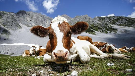 让牛打个幸福针 牛奶更有营养|牛奶|奶牛|钙质