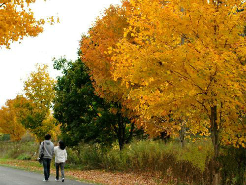 陪人散步也能挣钱 每走1.6公里收费7美元|散步