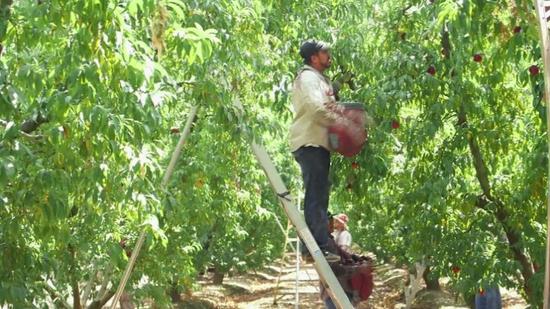 移民离去 美国农场陷入用工荒|农业|移民|美国