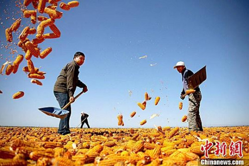 资料图：农民挥动铁锨晾晒玉米，使得满地尽带“黄金甲”，成为一道靓丽的风景线。赵琳 摄