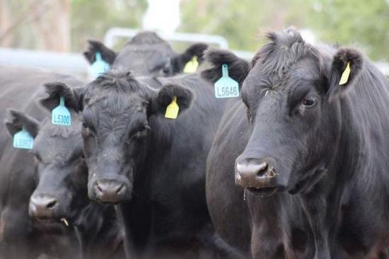 澳大利亚将出口中国的安格斯牛（澳大利亚广播公司网站）