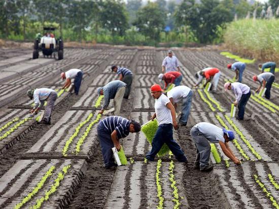 美国农场工人一半以上是非法移民|非法移民|美