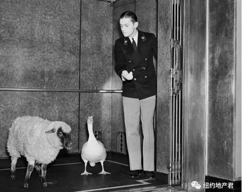 最为全球高端酒店的代表，华尔道夫常常需要接待一些“特殊客人”，比如绵羊和鹅