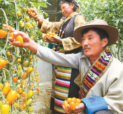 西藏白朗县的菜农在大棚里采摘。新华社记者 觉 果摄