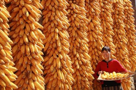 《炒股帮》动力指数:阜丰续受惠玉米价格及新