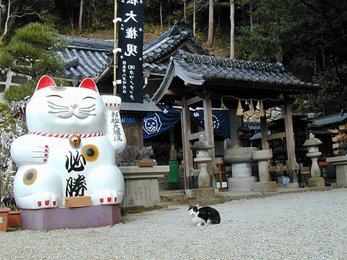 单身人口激增 日本兴起猫咪经济学|猫咪|经济