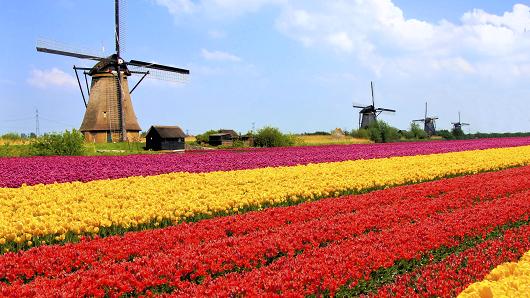 分析师称比特币泡沫远超郁金香狂热