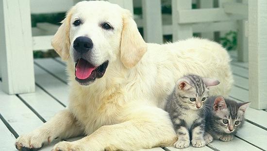 图片来源：东方IC