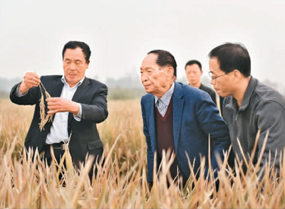 　　图为10月15日，“杂交水稻之父”袁隆平（左二）在河北硅谷农科院超级杂交水稻百亩示范田查看超级杂交水稻。 郝群英摄（人民视觉）