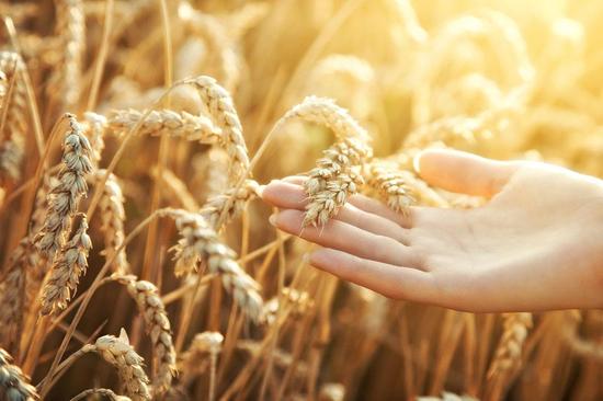 2018年小麦最低收购价每吨下调60元_期货投资