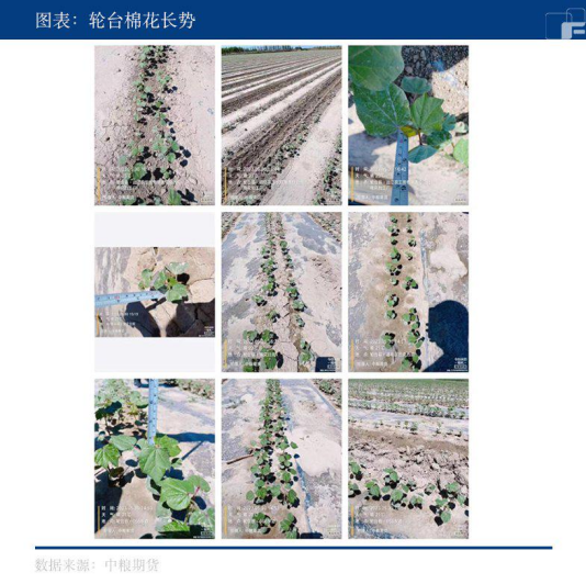 【中粮调研】棉花调研（四）：沙雅、轮台
