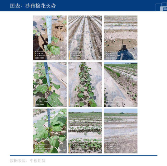 【中粮调研】棉花调研（四）：沙雅、轮台