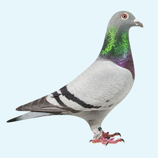 史上最贵鸽子中国买家160万欧元拍下比利时赛鸽