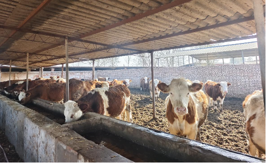  （老张的牛等待着出栏）