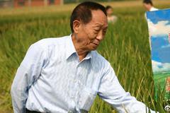 袁隆平超级杂交稻测产：“超优千号”平均亩产上千公斤