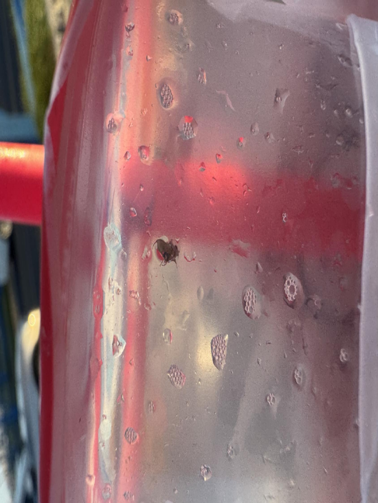 “秋奶”出现蟑螂？ 蜜雪冰城道歉！