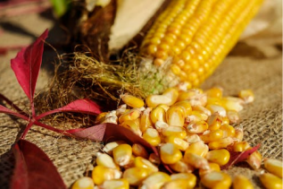 玉米:策略的选择