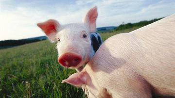 养猪大王业绩溃败:温氏股份净利滑49%