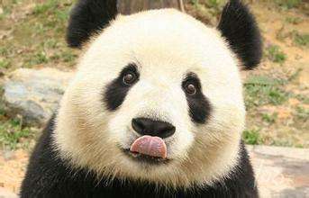 菲律宾在华首发熊猫债券 筹资14.6亿元人民币