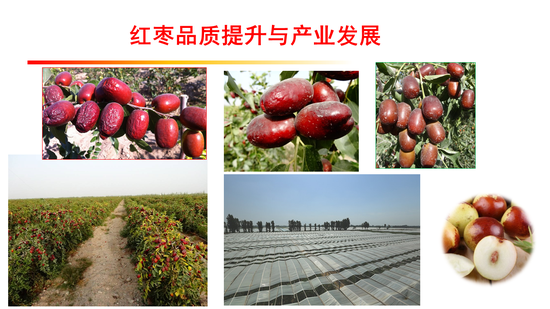 dafabet手机客户端_烘焙也可以低热量,试试这个朴实的燕麦馅儿腰果挞吧!