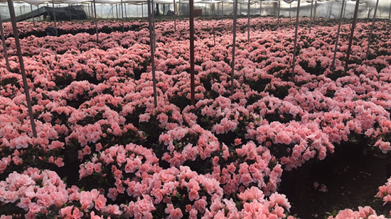 永福镇花棚里盛开的杜鹃花