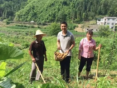 图为张麟下乡考察土豆收获情况时的照片