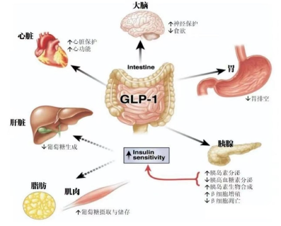 源达研究报告:医药生物部分子板块三季度业绩稳定增长,中国药品研发投入增速超全球增长率