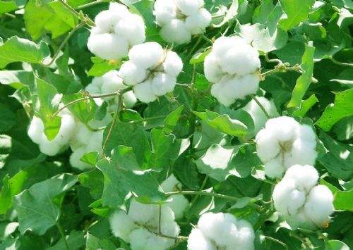 郑商所棉花保险+期货精准帮扶新疆棉农